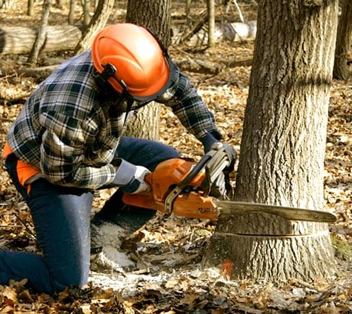 Tree Removal in Wales, ND